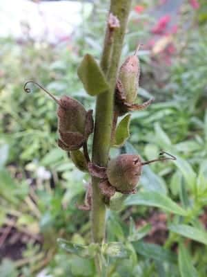 Antirrhinum zaadpeultjes aan de plant, bij het rechterpeultje zie je dat de zaden bijna rijp zijn (door het open gaan van de bovenkant)