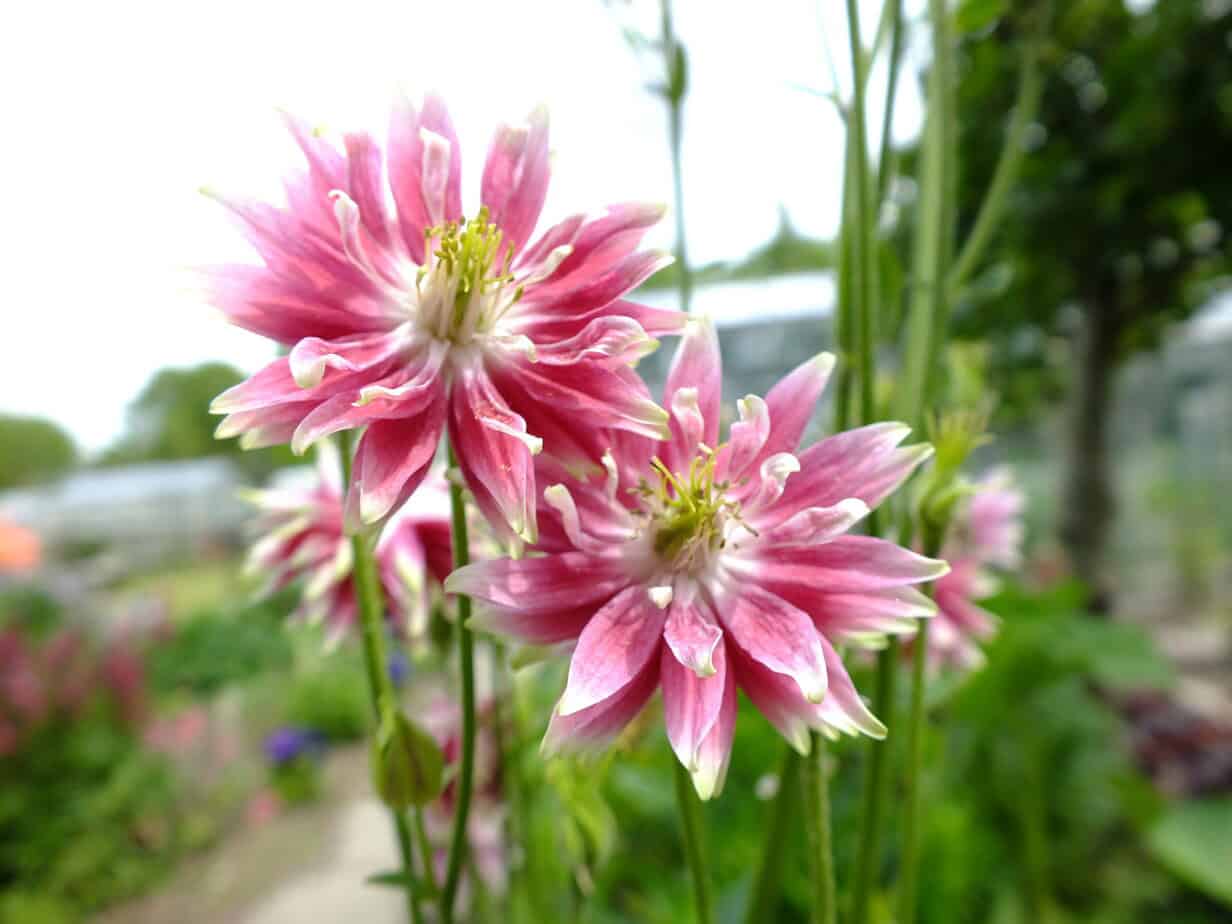 Aquilegia Nora Barlow