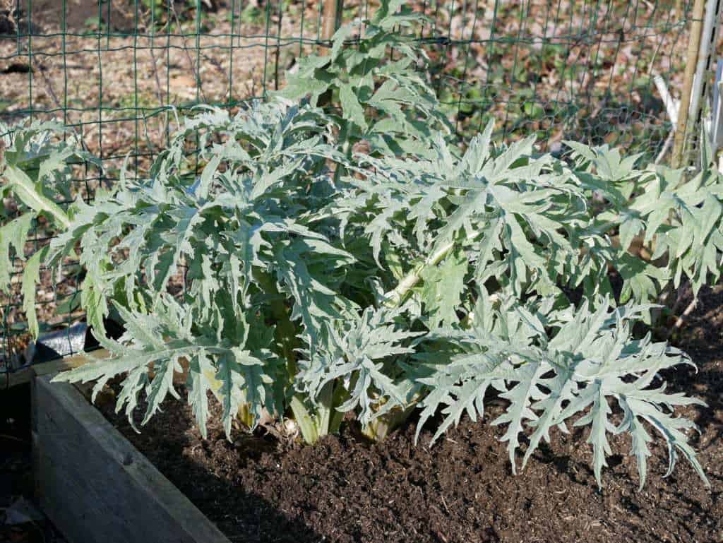 Artisjok - Diana's mooie moestuin