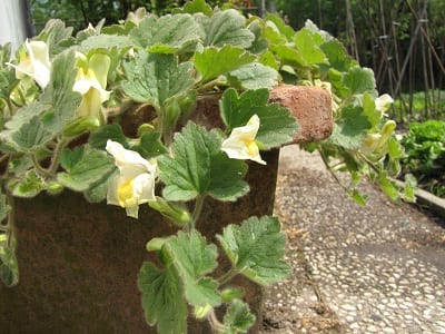 Bloemen in - Diana's mooie moestuin