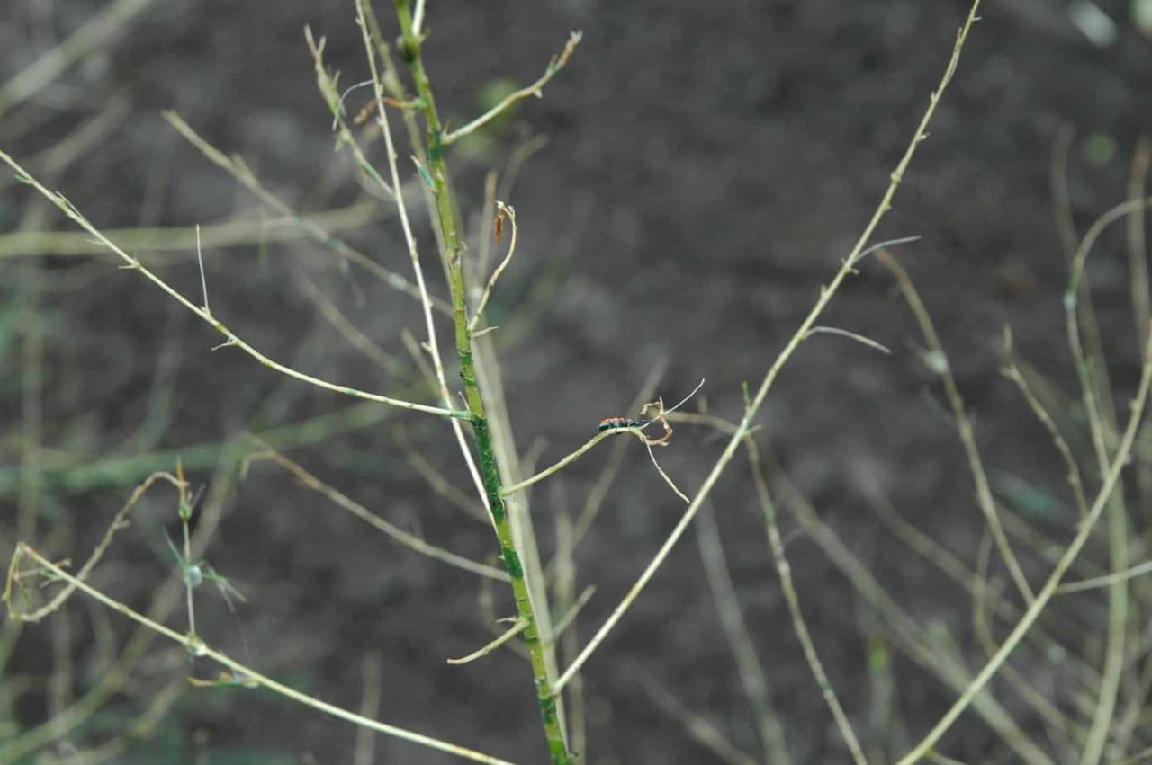 Aspergekever in aspergeplanten Robert 2