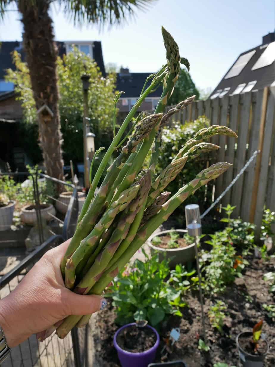 Asperges handvol oogst