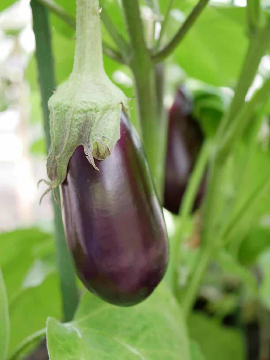 Aubergine Diana