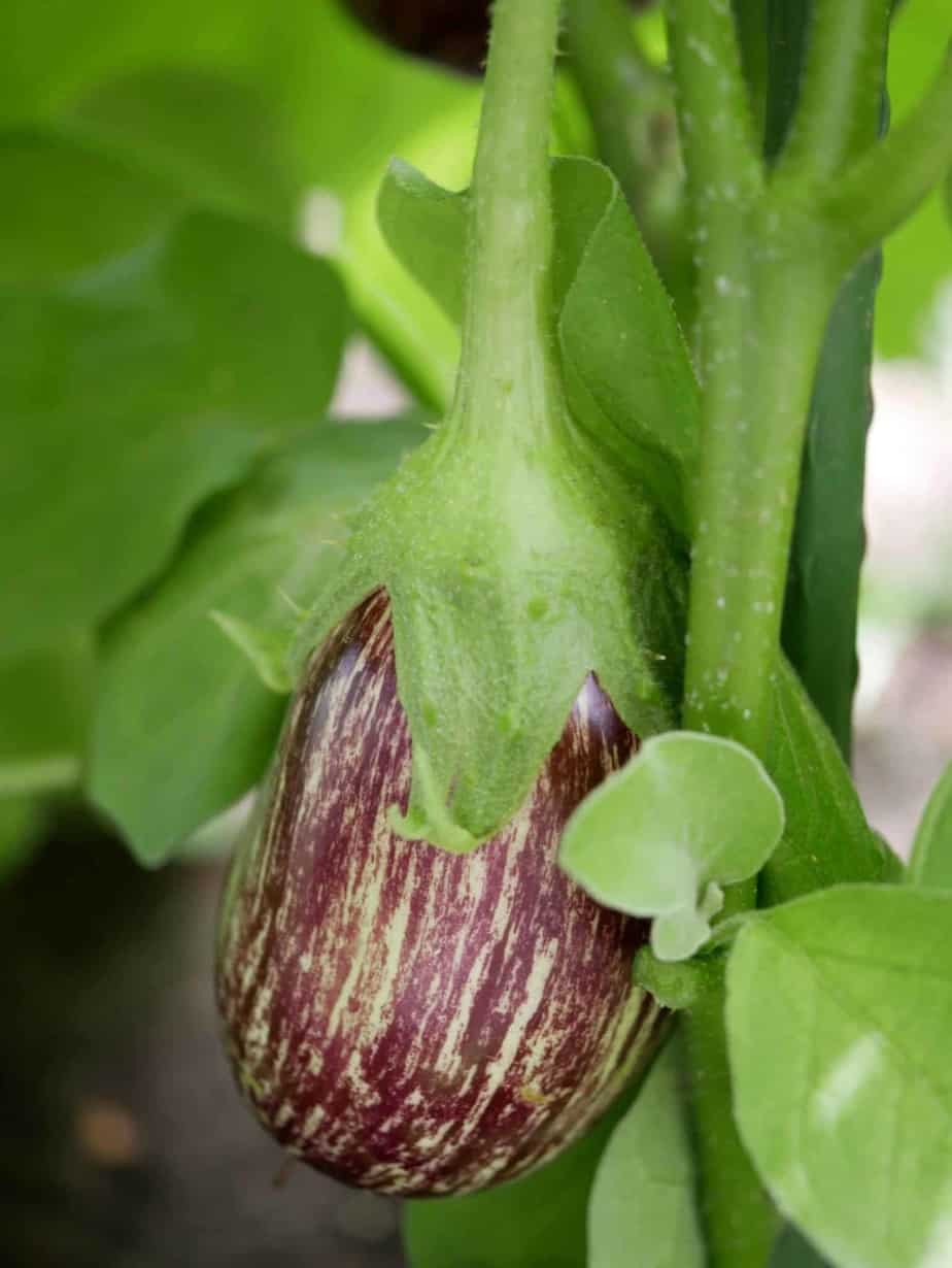 Aubergine Diana