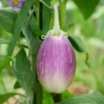 Aubergine Wild Boar - Afbeelding 3