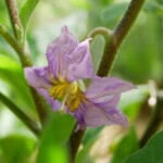 Aubergine Wild Boar - Afbeelding 2