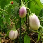 Aubergine Wild Boar - Afbeelding 5