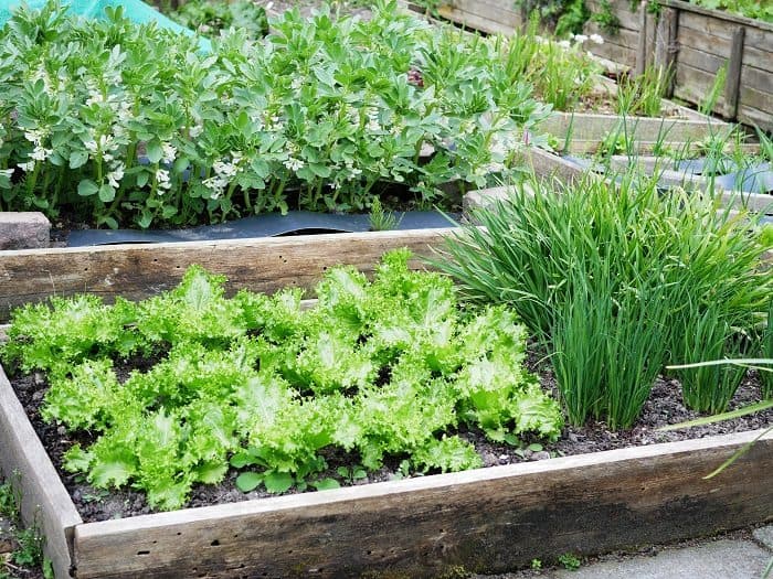 ketting Hangen werkplaats Groenten in potten (en bakken) - Diana's mooie moestuin