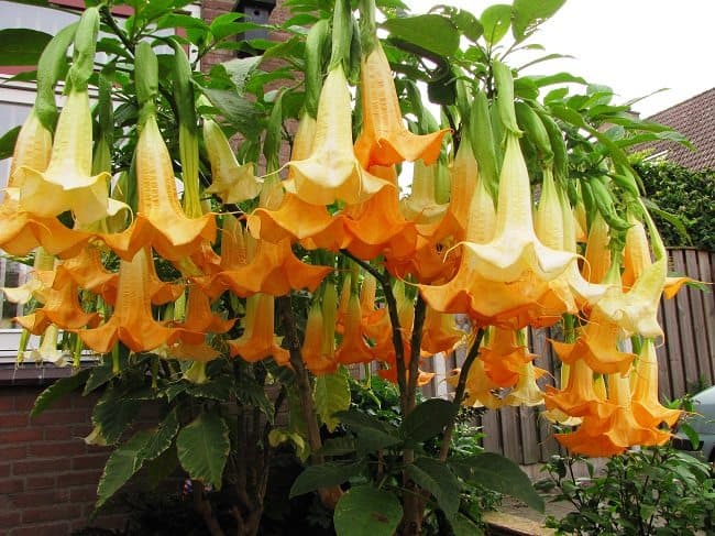 verzameling beet Uitdaging Bloemen in potten - Diana's mooie moestuin