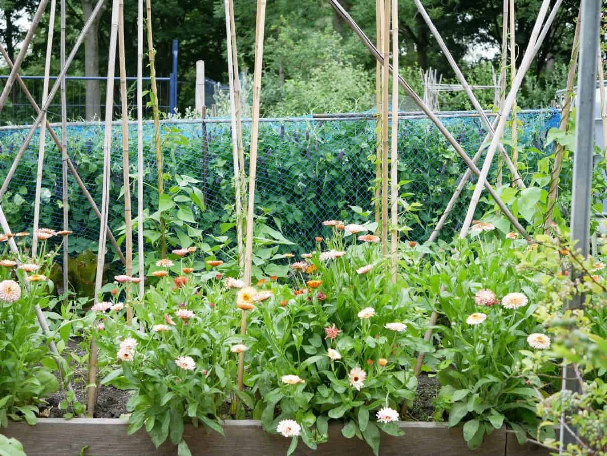 Calendula tussen bonenstaken