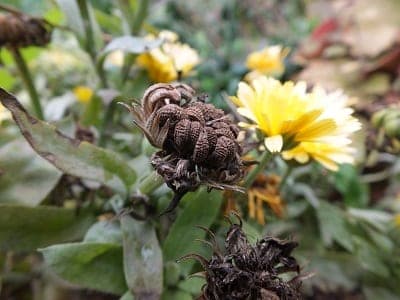 Calendula - de rijpe zaden zijn bruine halve maantjes