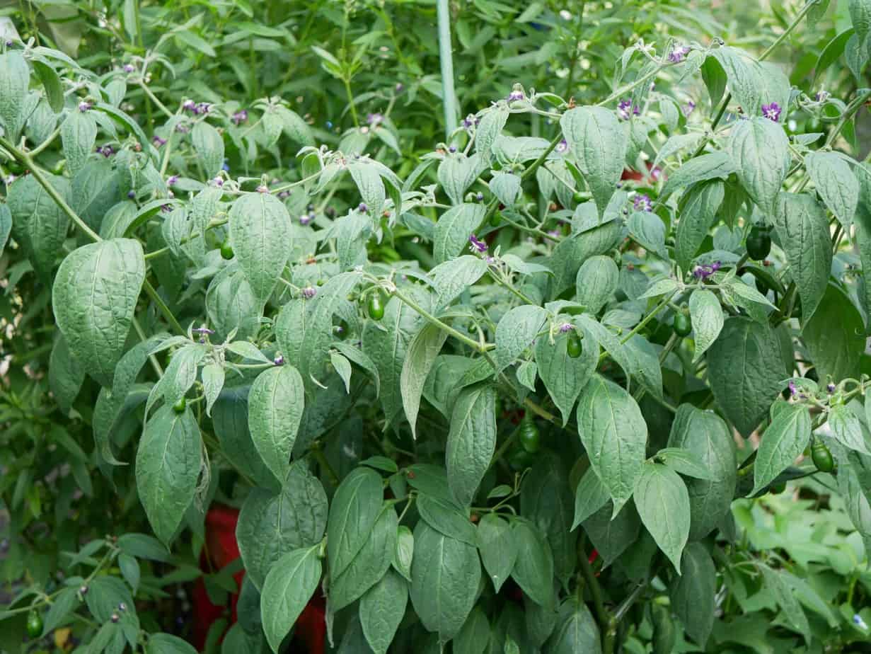 Peper pubescens in pot