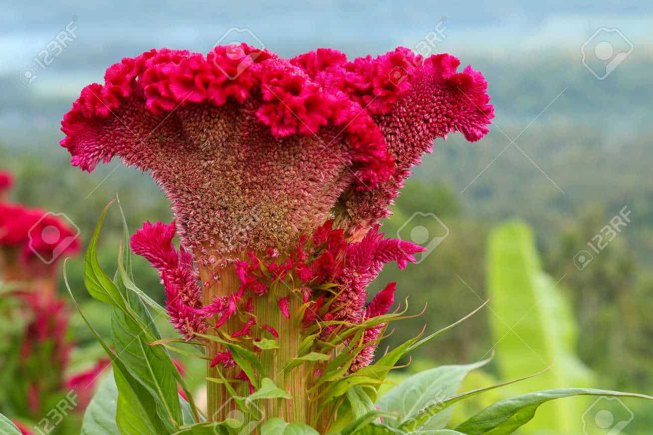 Celosia cristata