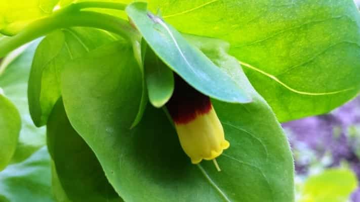 Cerinthe major Yellow Candy, het bijzondere zusje van de veel bekendere 'purpurascens'.