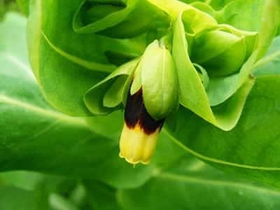 Cerinthe major Yellow Candy