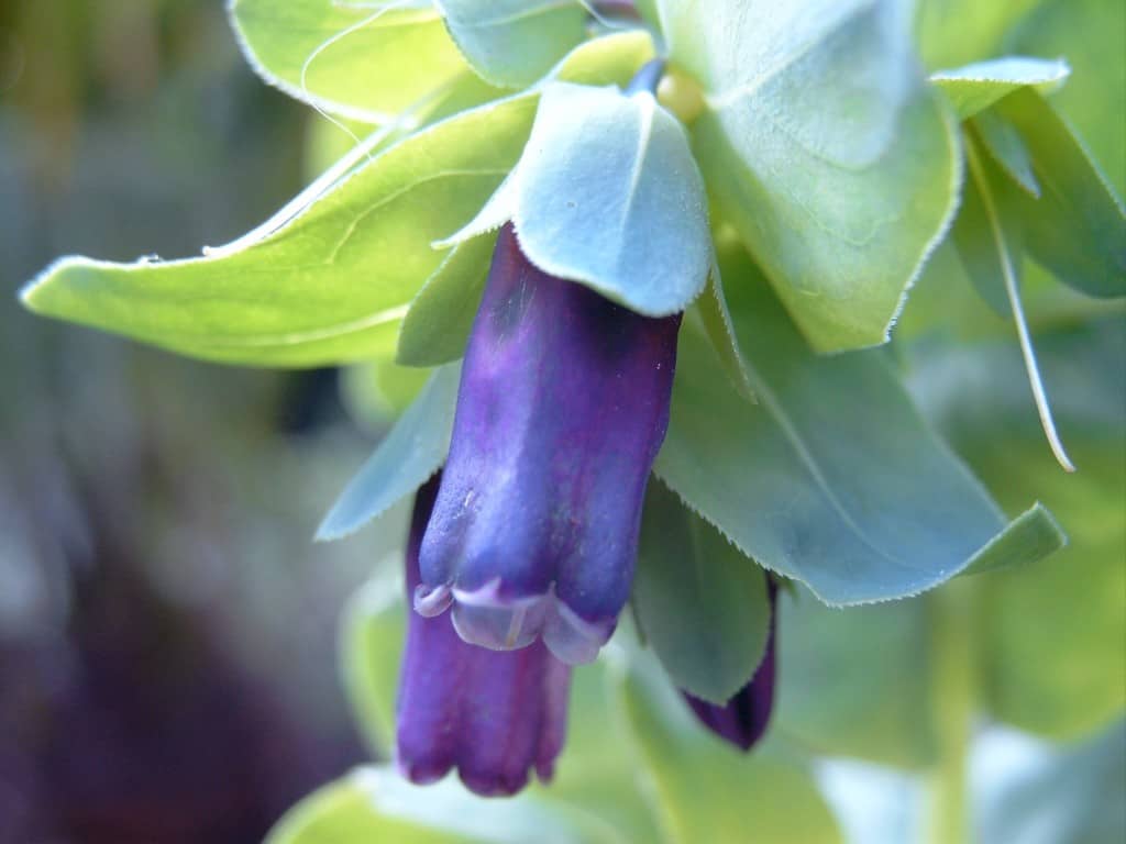 Cerinthe major Diana's mooie moestuin