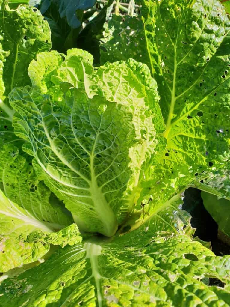 Chinese Kool Diana's mooie moestuin