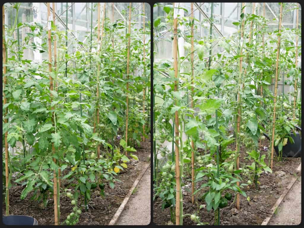 De gasten legaal produceren Tomaten teeltzorgen - Diana's mooie moestuin