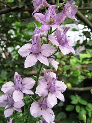 Consolida ajacis Earl Grey, met bloemen in een mooie, grijzig lila kleur.
