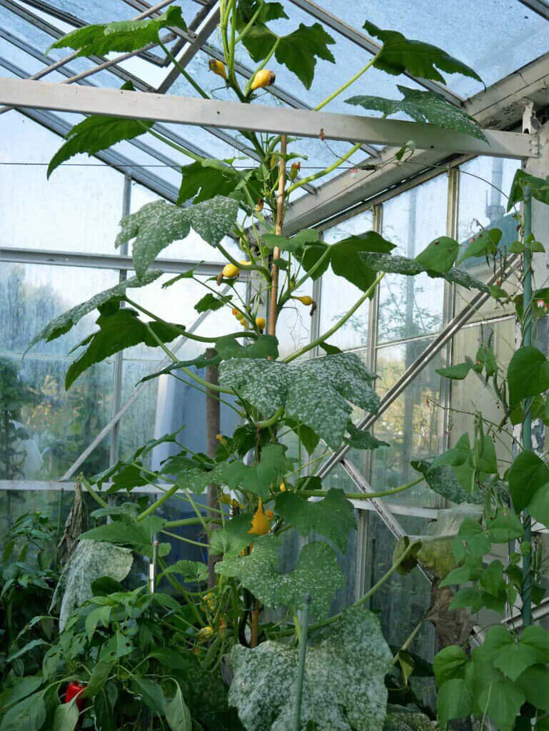 Courgette Limone plant kas