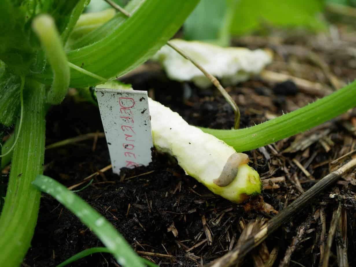 Courgette met slak