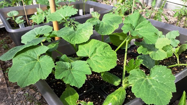 Courgette-zaailingen in potjes