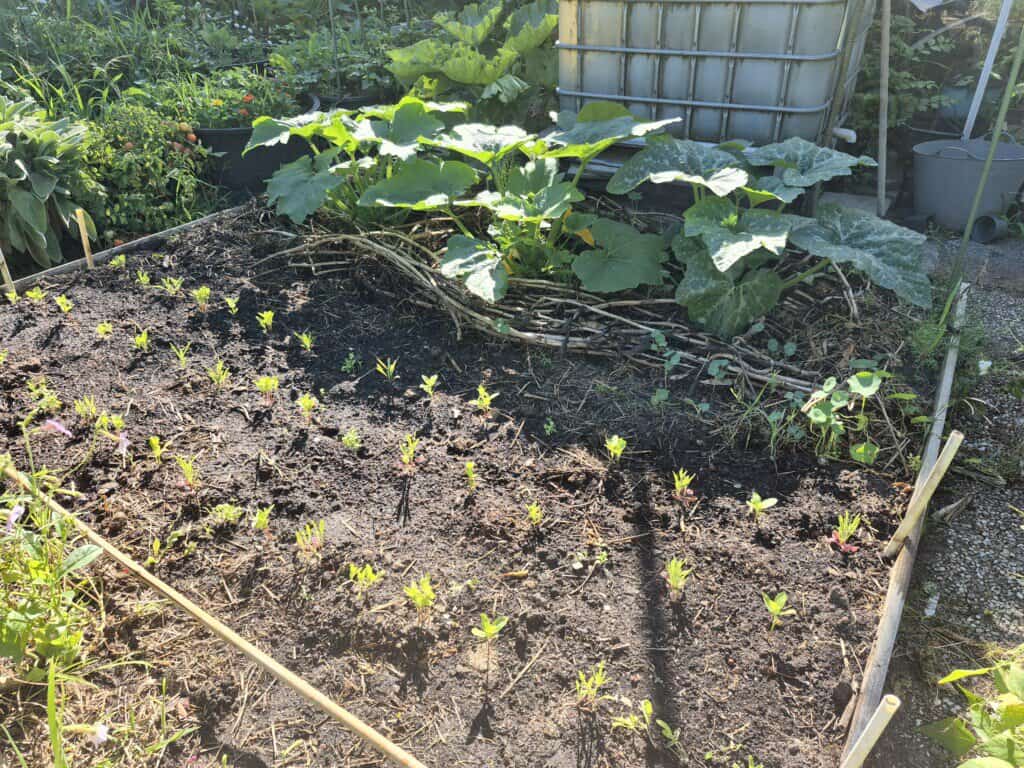 Courgetteplanten van juni-zaai