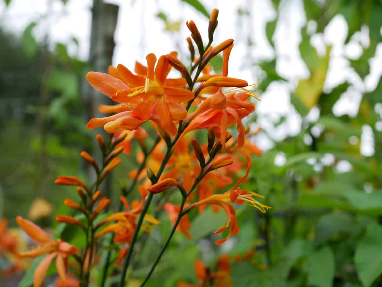 crocosmia