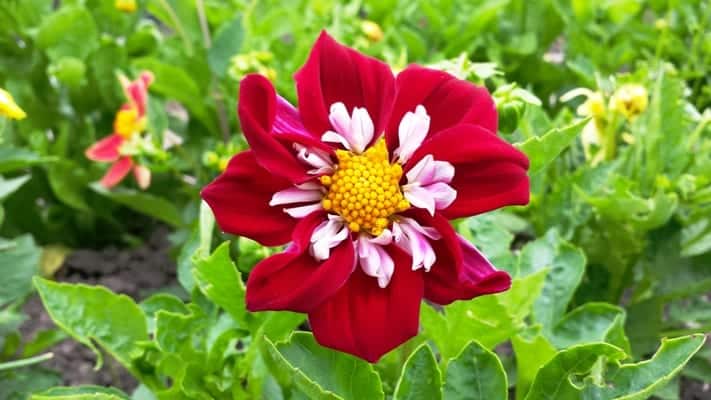 Dahlia Collarette Dandy, lage planten met bloemen in verschillende kleuren met contrasterend hart