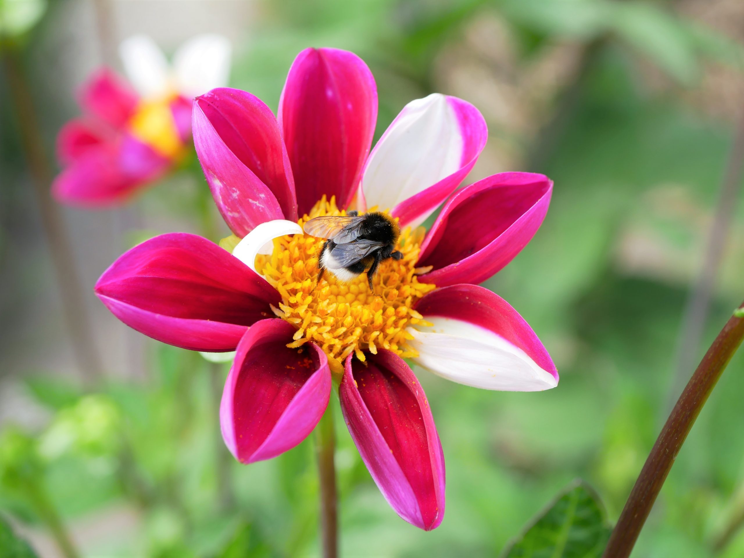 Dahlia Twynings Smartie