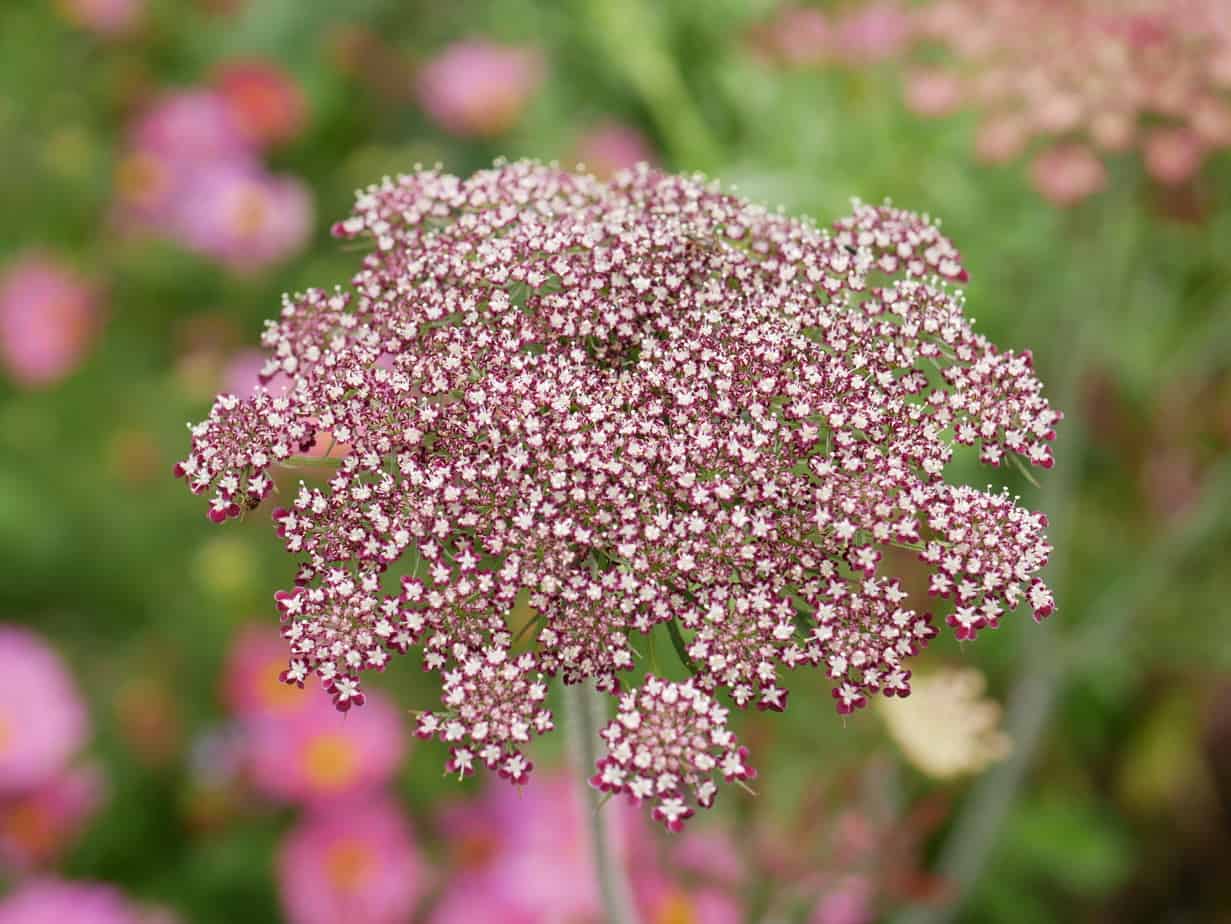 Daucus carota Dara