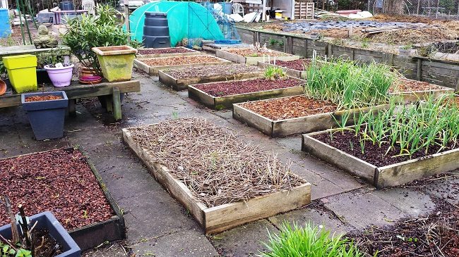 groot Azijn Banyan Evaluatie bodembedekking - Diana's mooie moestuin