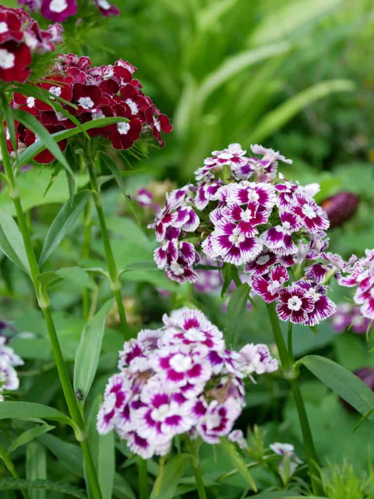 Van slaap Omzet Dianthus barbatus – Diana's mooie moestuin