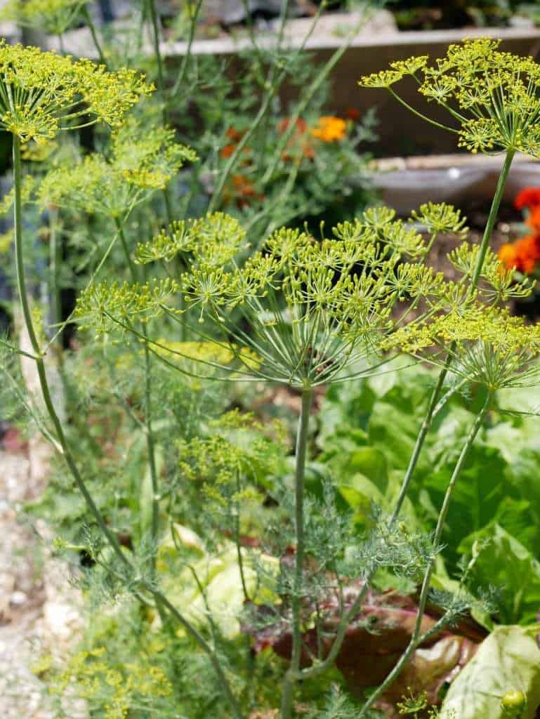 Bliksem kennisgeving verkenner Dille - Diana's mooie moestuin