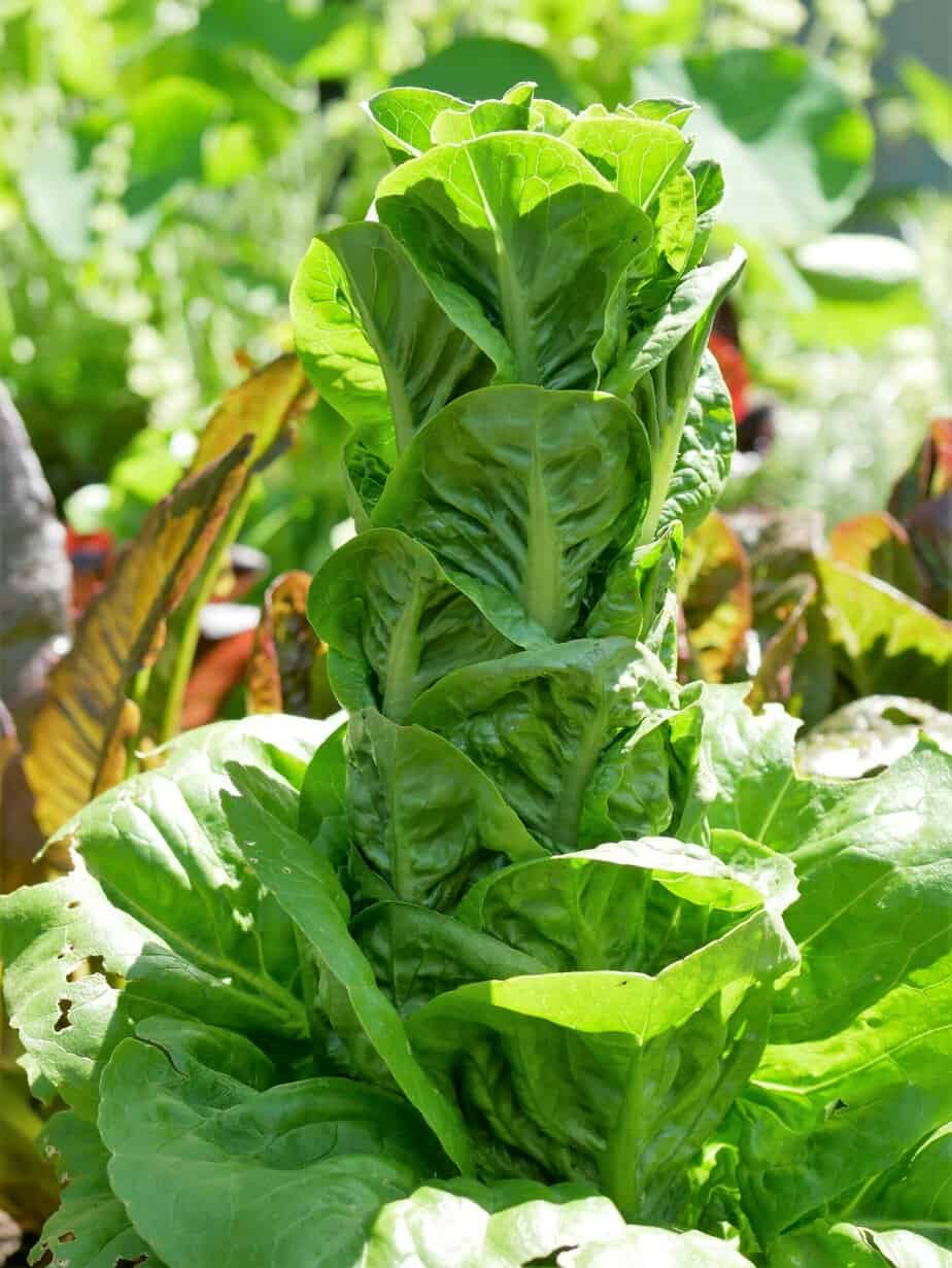 Nog meer sla Diana's mooie moestuin