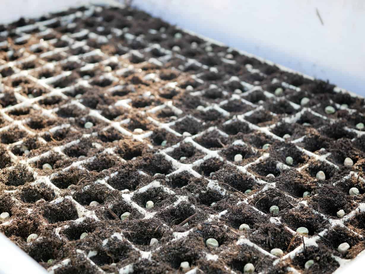 Pap - Diana's mooie moestuin