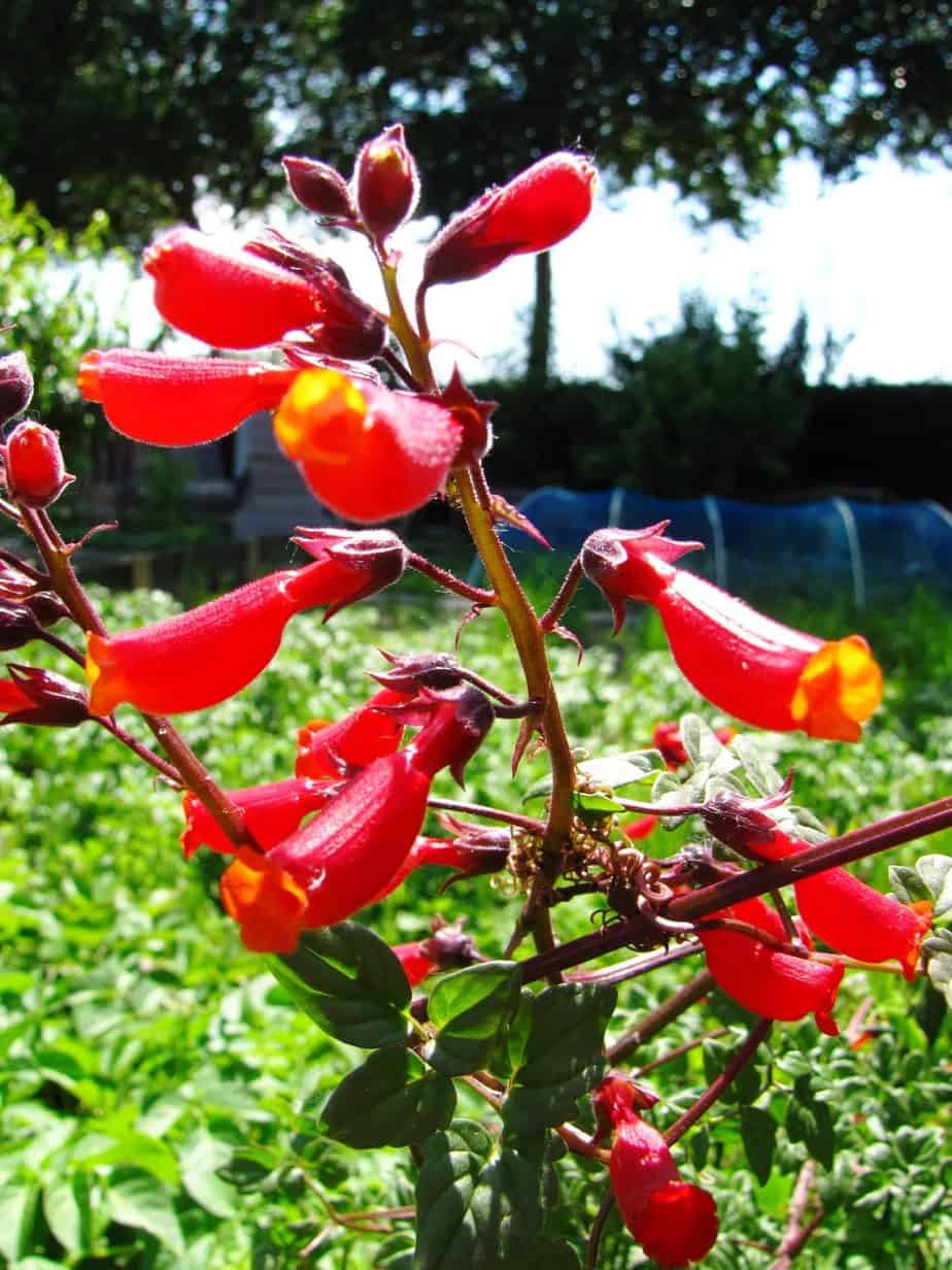 Eccremocarpus scaber Diana's mooie moestuin