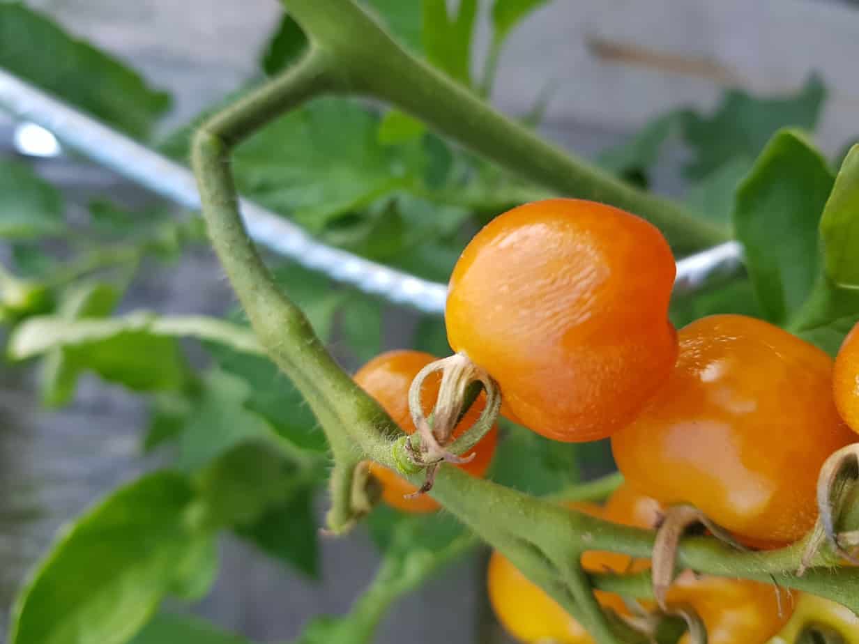 Foto Roos verdrogen tomaat