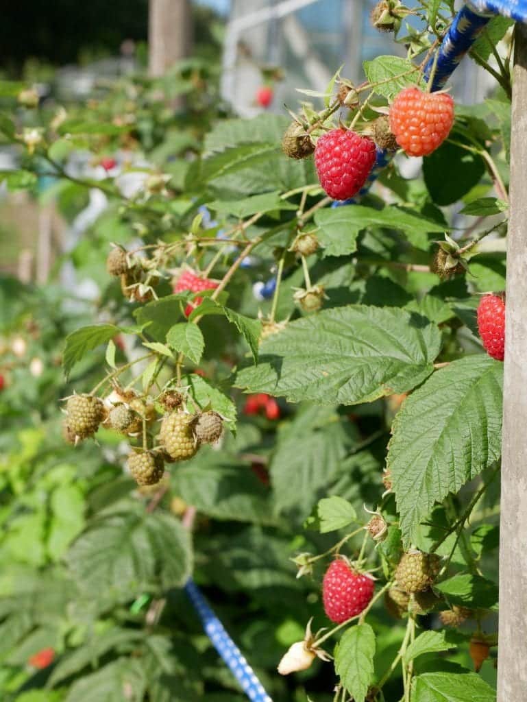 cowboy Ontdooien, ontdooien, vorst ontdooien Interesseren Framboos - Diana's mooie moestuin