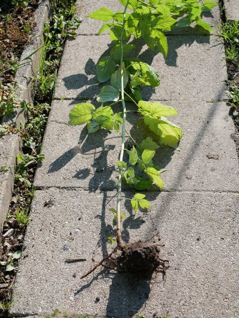 cowboy Ontdooien, ontdooien, vorst ontdooien Interesseren Framboos - Diana's mooie moestuin