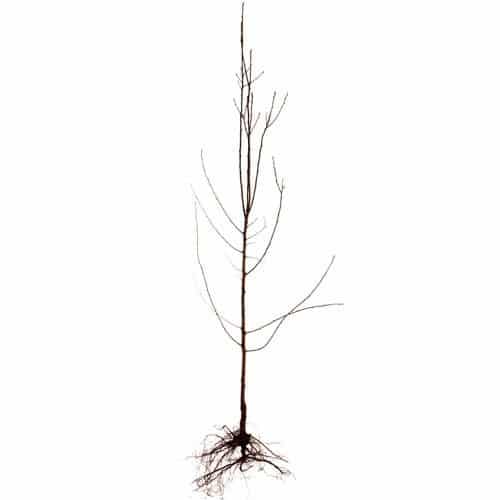 olivenbäume umtopfen welche erde Olivenbaum Erde 50 L main image 0