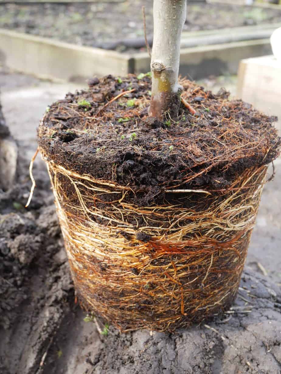 vragen genoeg team Een fruitboom planten - Diana's mooie moestuin