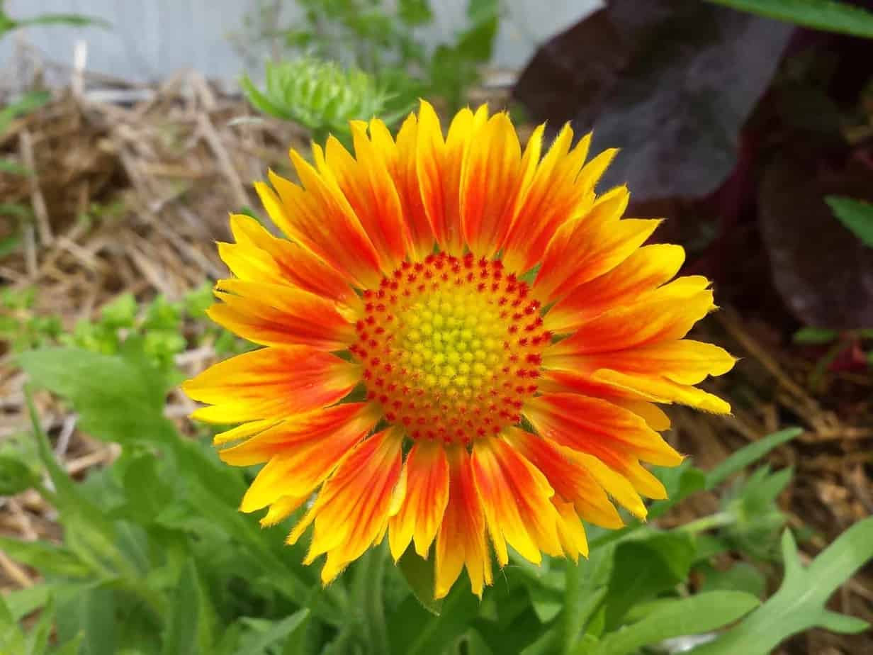 Gaillardia Diana's mooie moestuin
