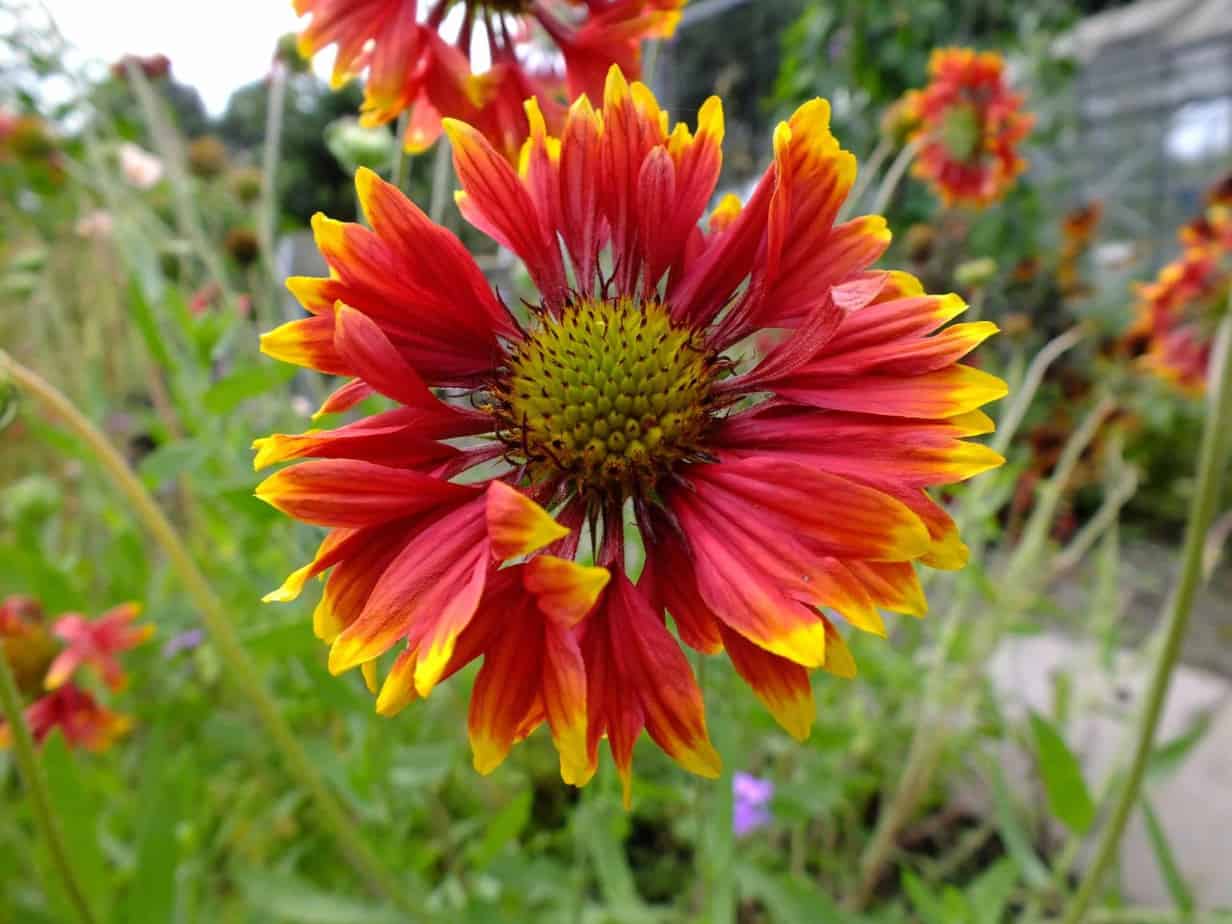 Gaillardia - Diana's mooie moestuin