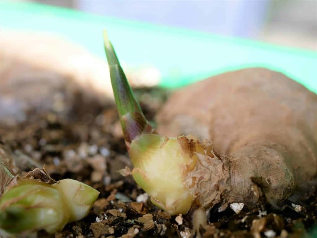 Gember - Diana's mooie moestuin