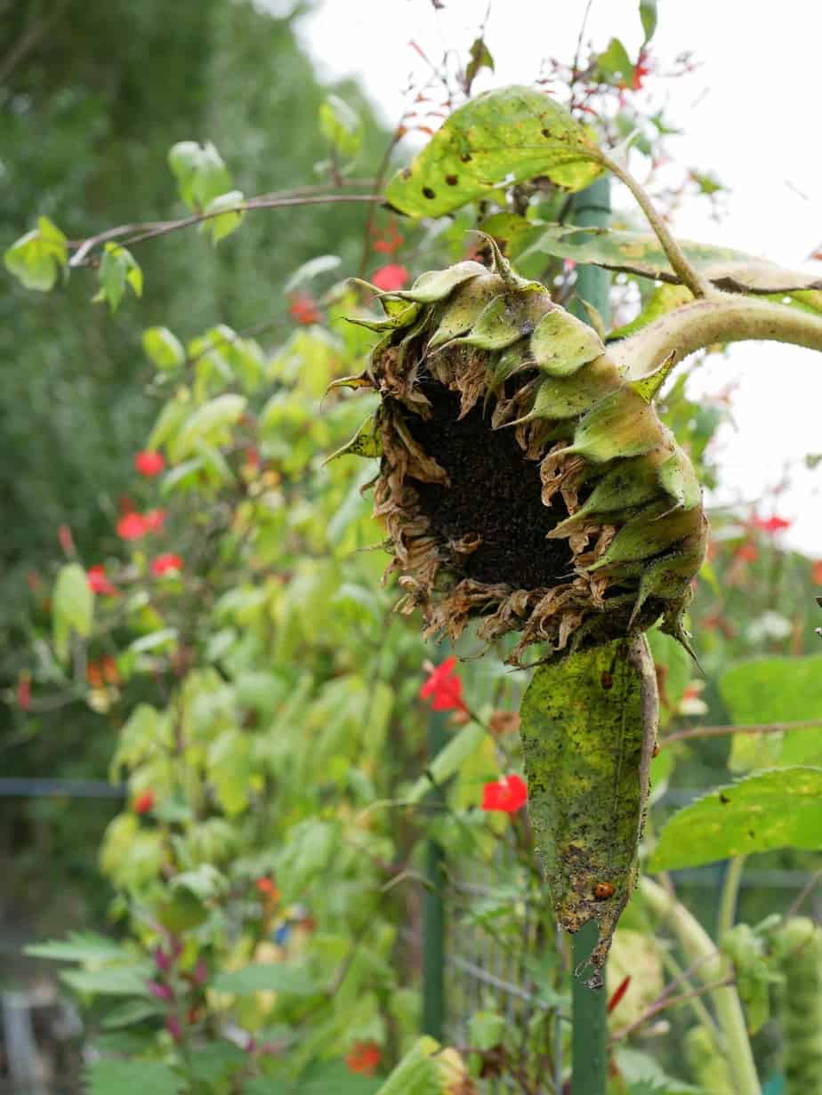 Zonnebloem uitgebloeid