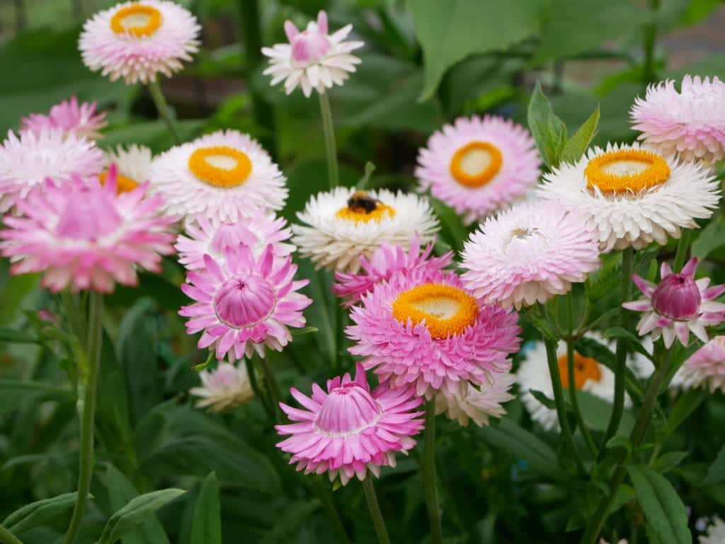 Helichrysum bracteatum Silvery Rose