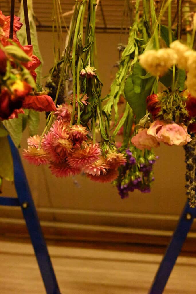 Helichrysum drogen