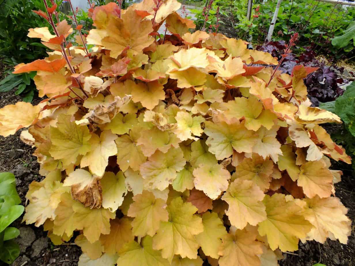 Heuchera Caramel