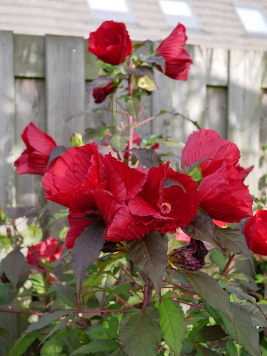 Hibiscus XXL